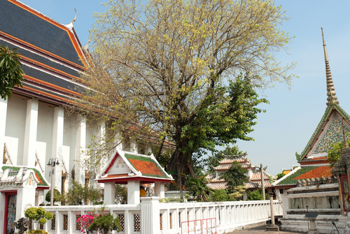 Drzewo Bodhi Wat Pho Bangkok