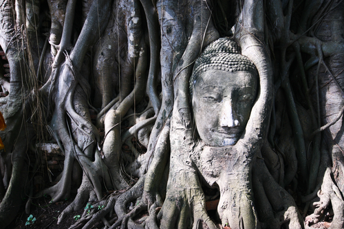 Dzrewo obrastajace głowe Buddy w Wat Mahathat w Ayutthaya