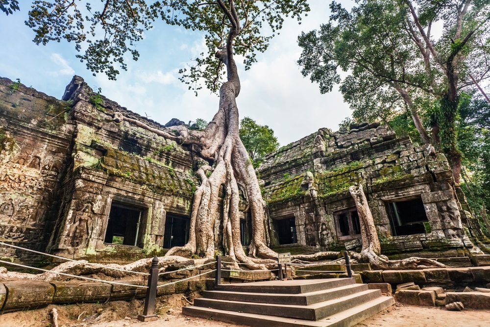 Ta Prohm Cambodia - drzewo wrastające w budynki w świątyni w Kambodży